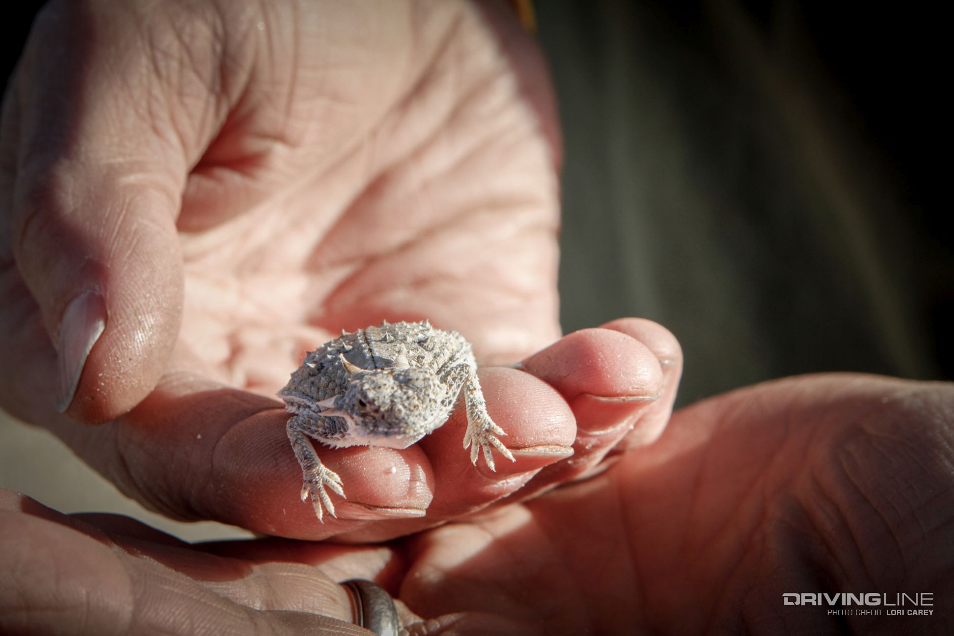flat-tailed horned lizard OHV habitat threat