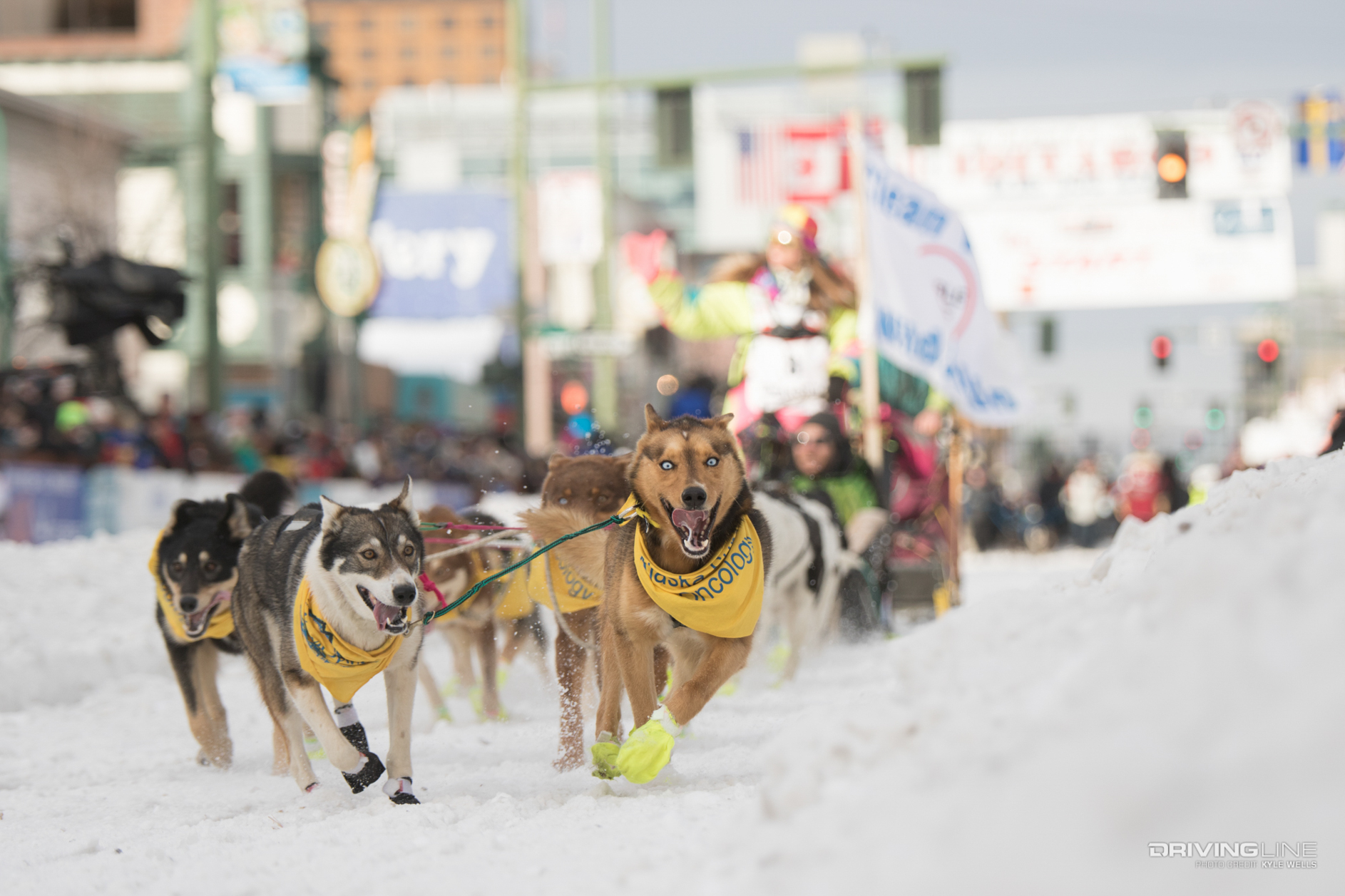 drivingline arctictrip wellsk 95  iditarod dog sled race