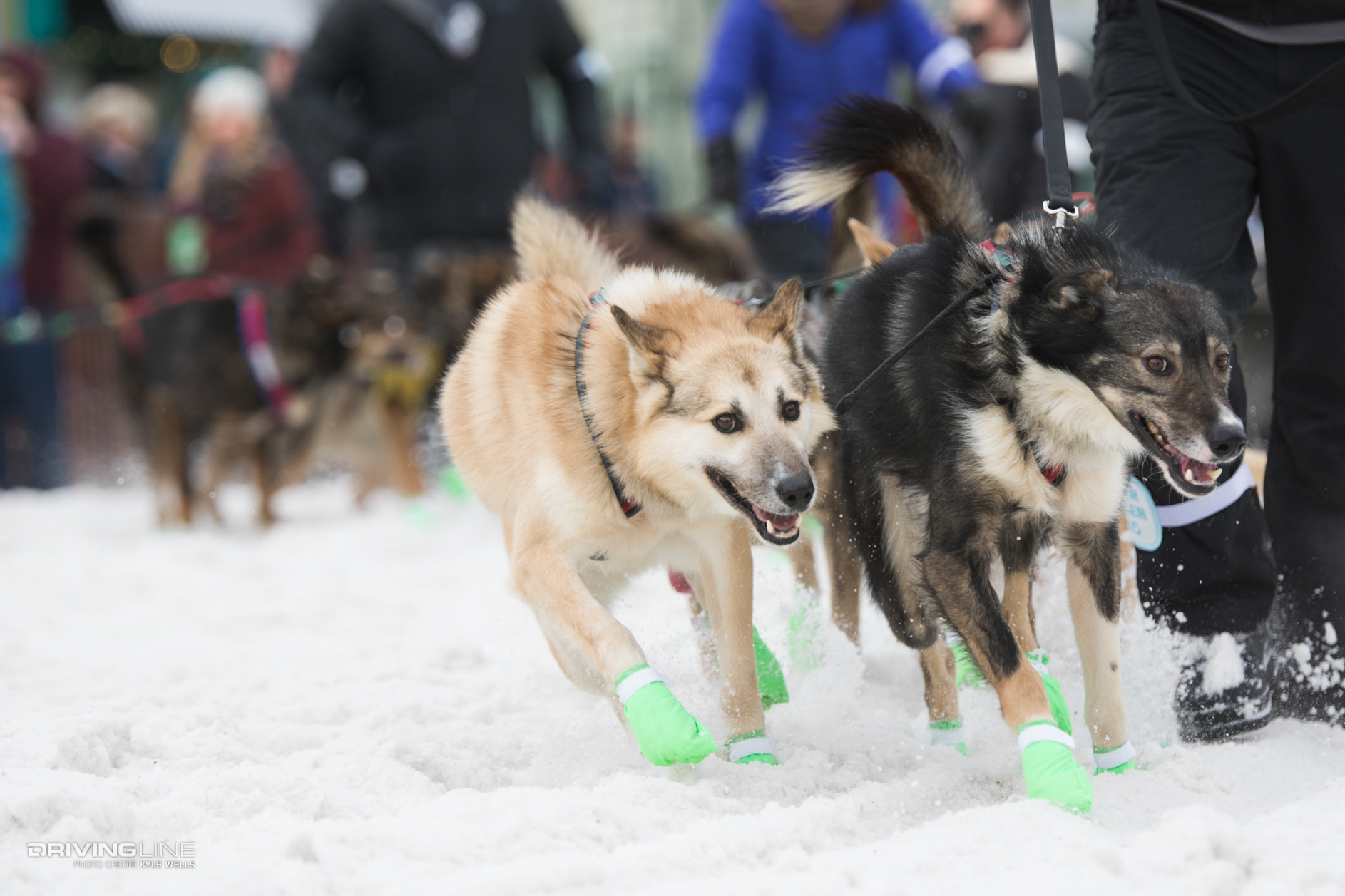 drivingline arctictrip wellsk 108  iditarod dog sled race