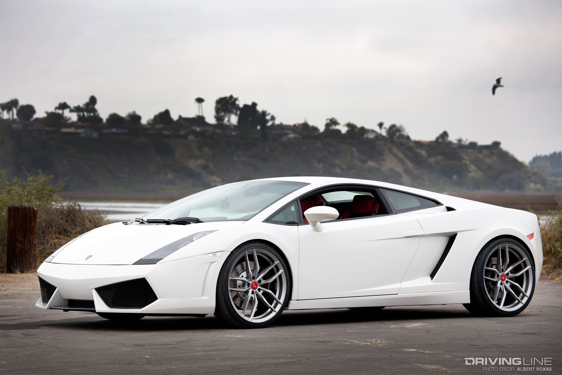 Driving Line - Dad Life - white 2006 Lamborghini Gallardo