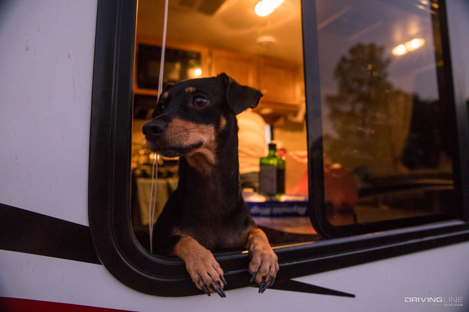 7 Things RV Dog