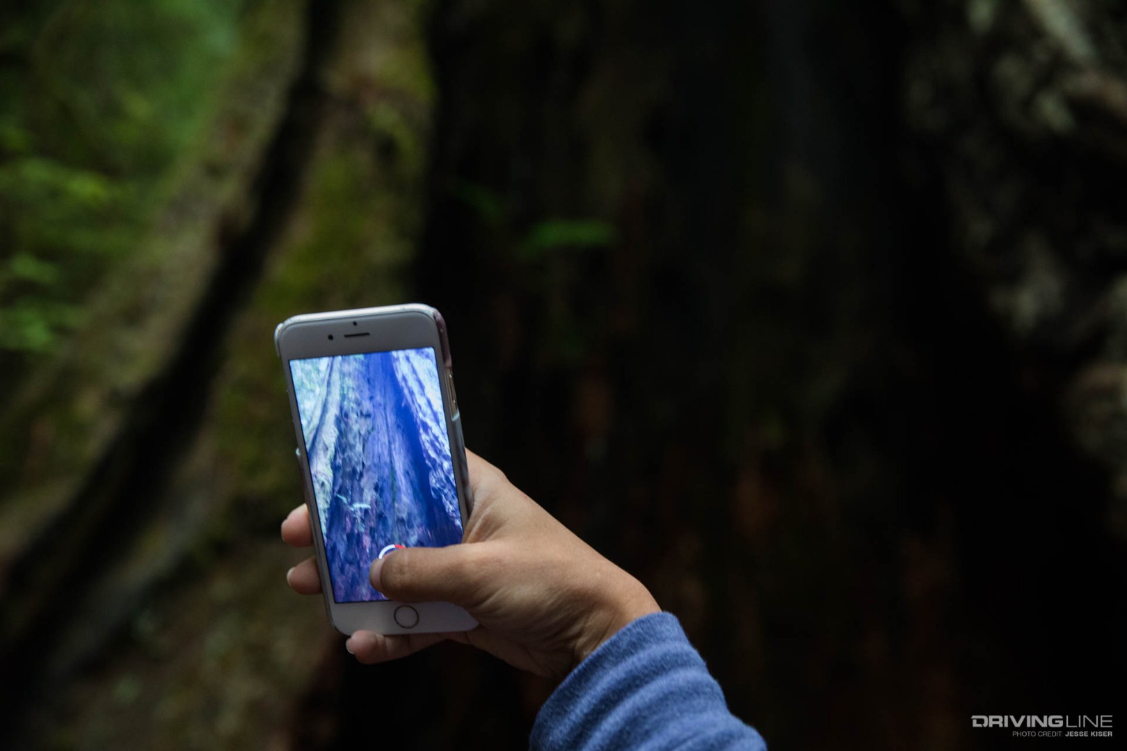 7 Things RV Tree Phone