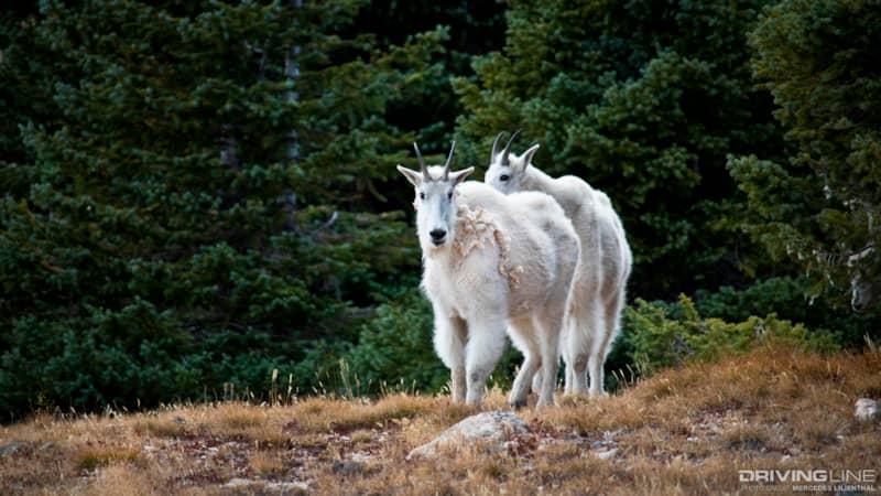 Mountain goats