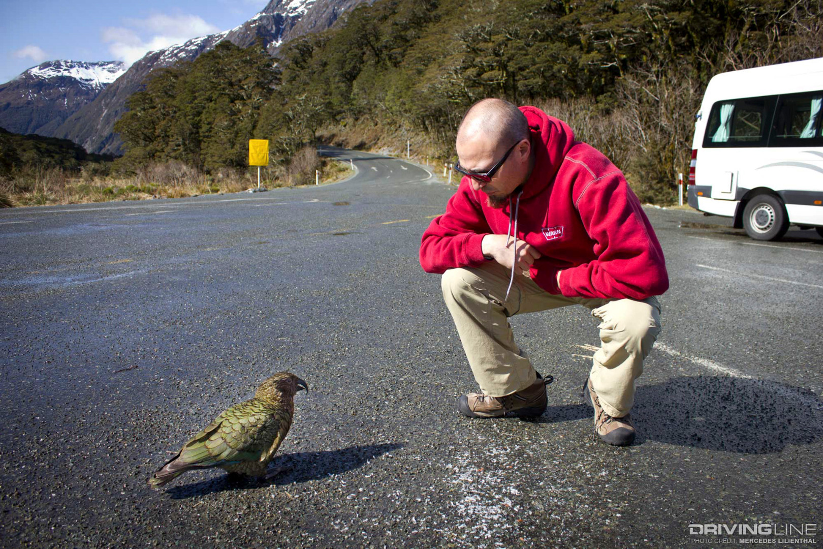 NZ-Kea-alpine-parrot-and-Andy
