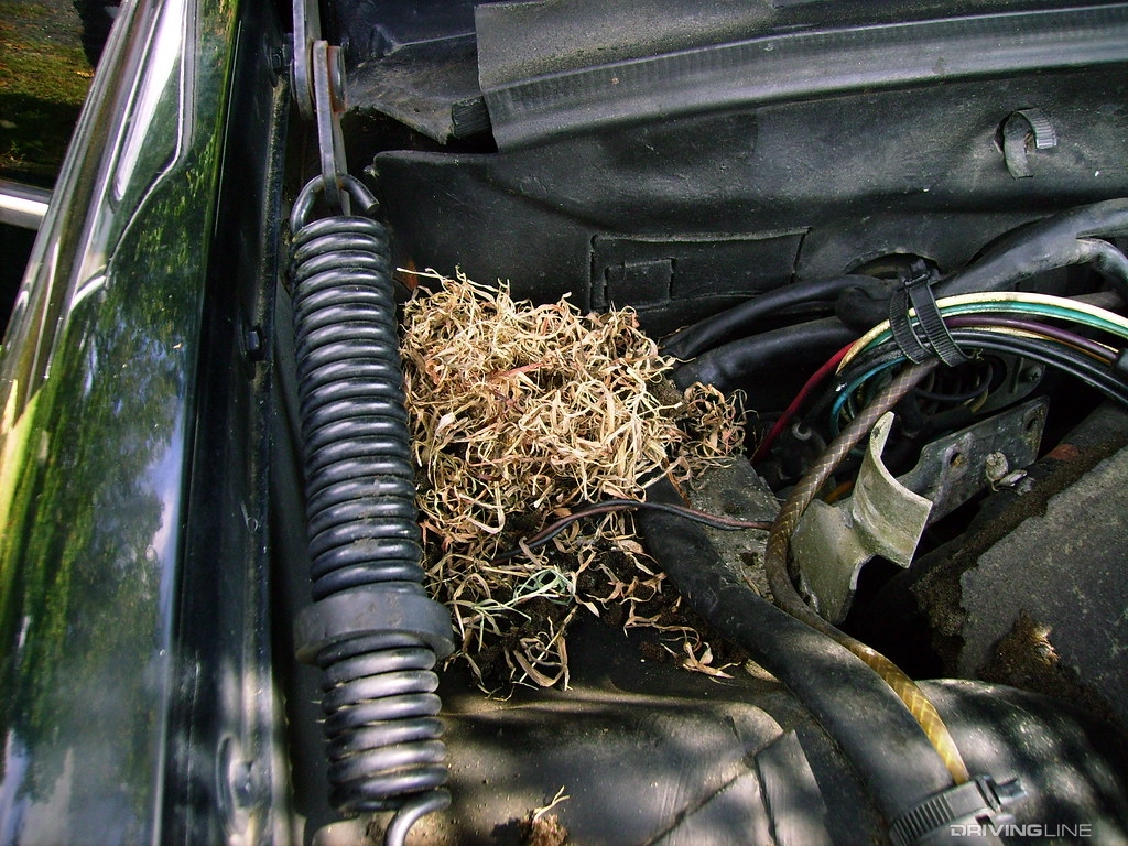 Mouse nest in car