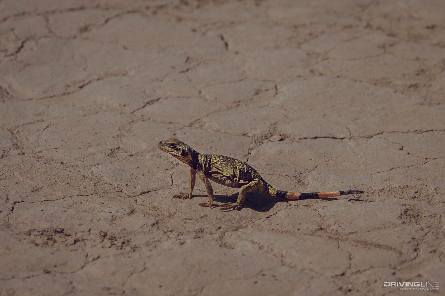 Lizard on cracked dirt near Lippincott Mine Road