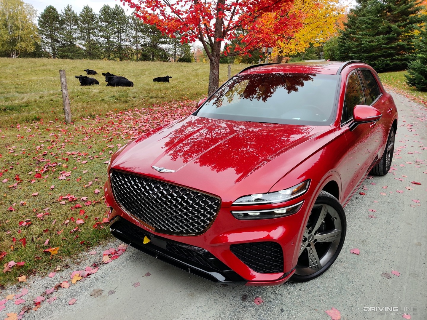 2022 Genesis GV70 with cows in field