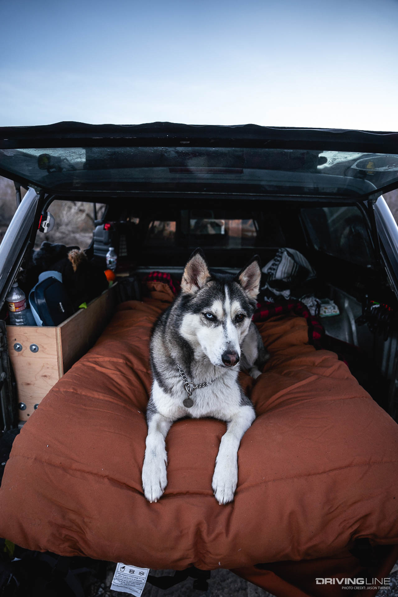Husky laying in the bed of Tacoma