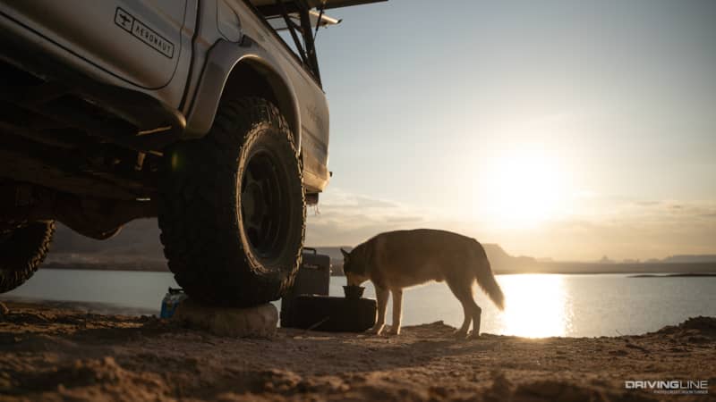 a siberian husky eating next to a Nitto Recon Grappler tire