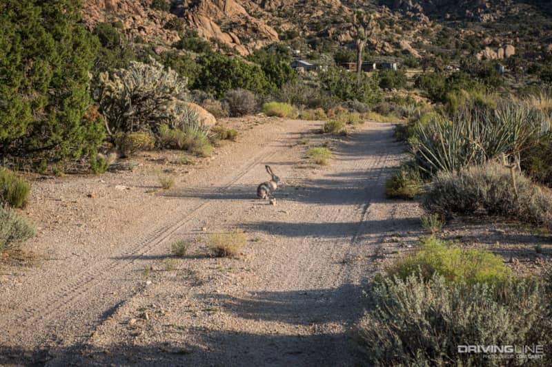 Jackrabbit - Kessler Peak Trail Off-Road Trail Review - Mojave Desert