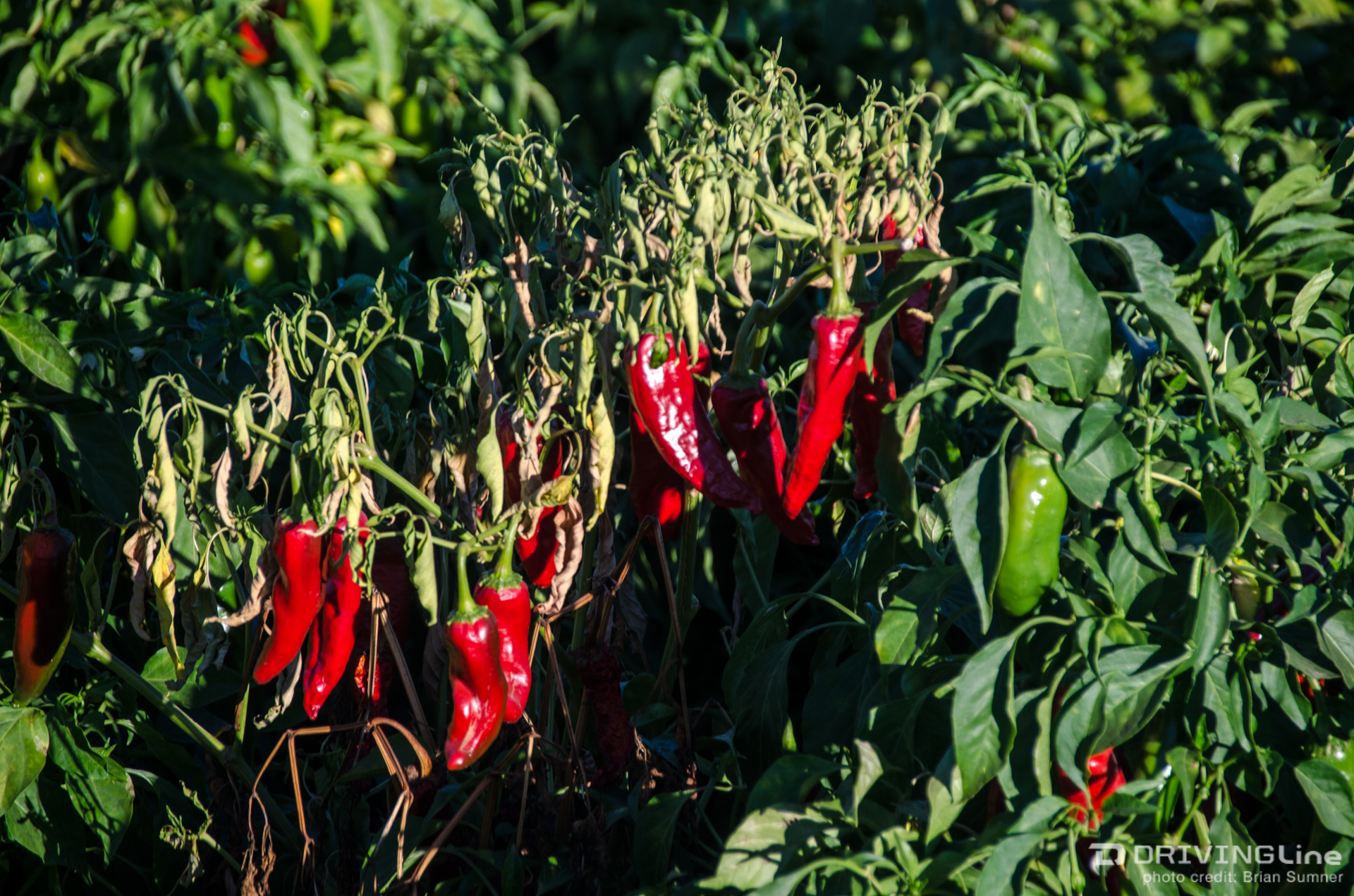 2016-new-mexico-chile-challenge