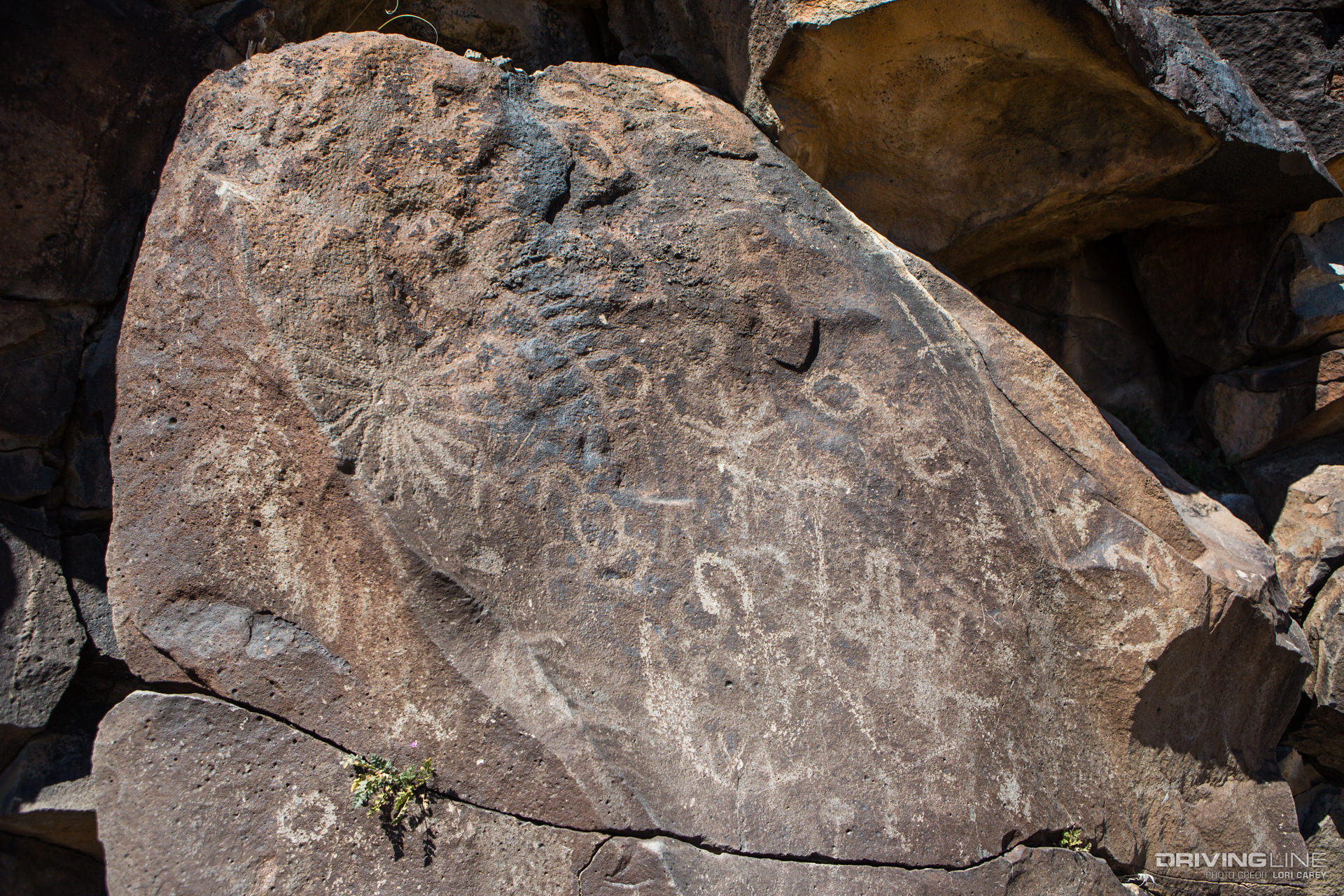 010 surprise tank petroglyphs