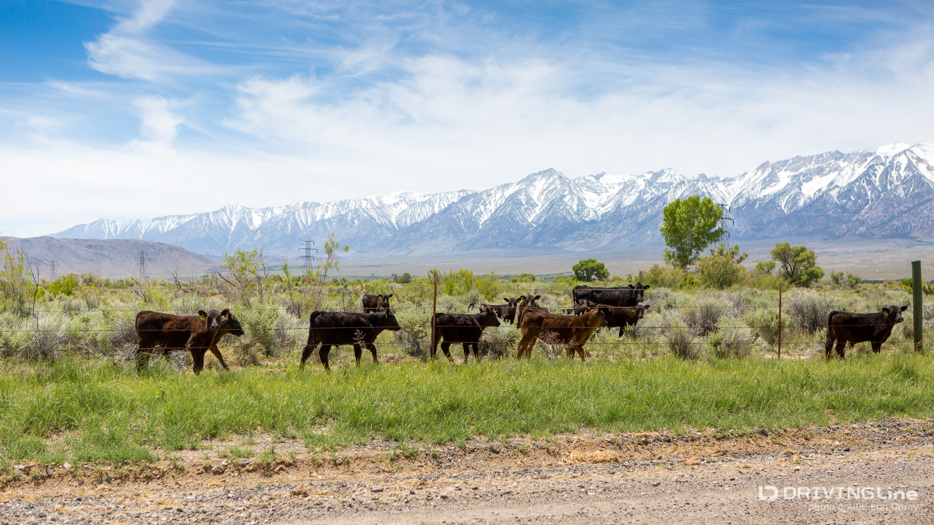 003 east sierra cows