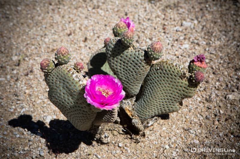011 beavertail cactus bloom
