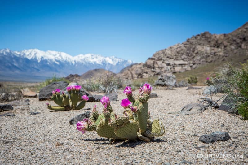 003 beavertrail cactus blooming
