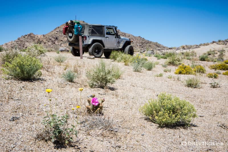 002 jeep wrangler desert wildflowers
