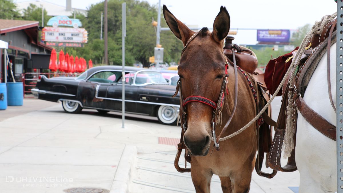 2014-lonestar-round-up-lsru-12