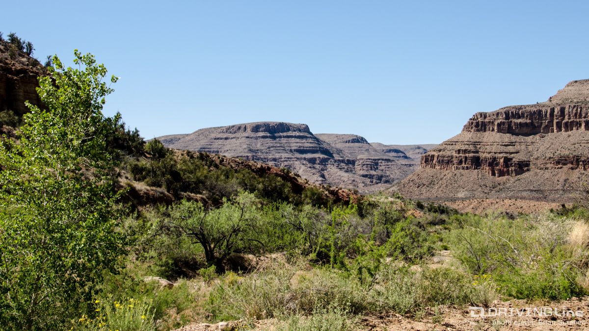 Grand Canyon with greenery in the foreground