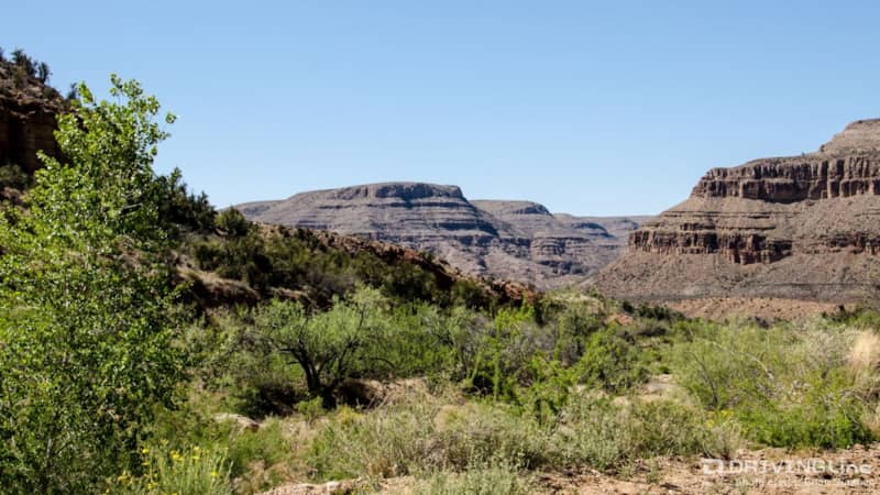 Grand Canyon with greenery in the foreground