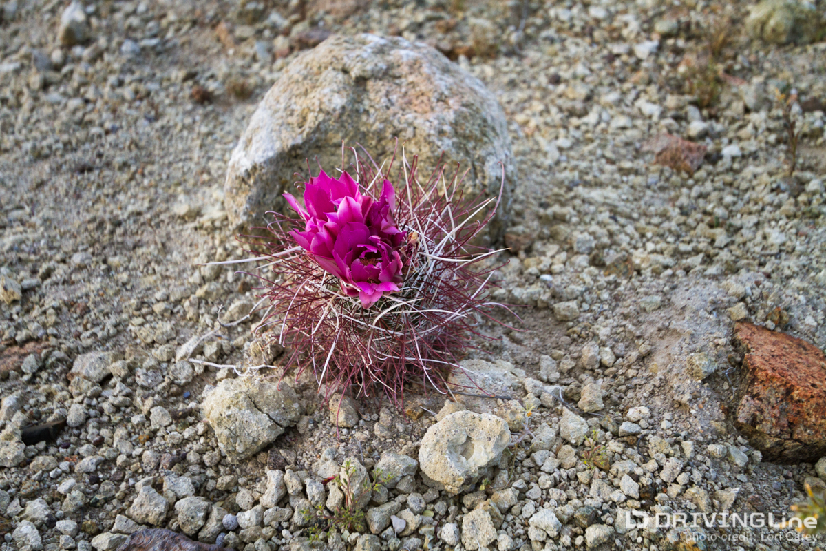 Mojave Fish Hook cactus (Sclerocactus polyancistrus)